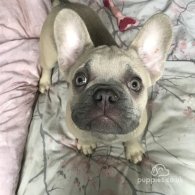 French Bulldog - Both