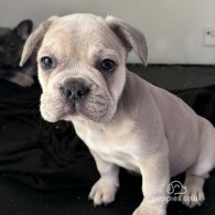 French Bulldog - Both