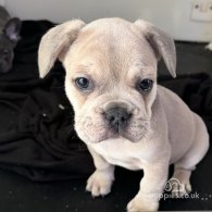 French Bulldog - Both