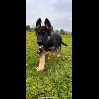 German Shepherd (Alsatian) - Both