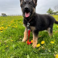 German Shepherd (Alsatian) - Both