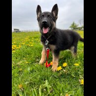 German Shepherd (Alsatian) - Both