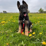 German Shepherd (Alsatian) - Both