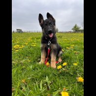 German Shepherd (Alsatian) - Both