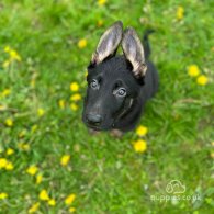 German Shepherd (Alsatian) - Both