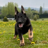 German Shepherd (Alsatian) - Both