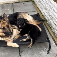 German Shepherd (Alsatian) - Both