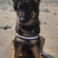 German Shepherd (Alsatian) - Both