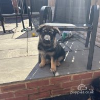 German Shepherd (Alsatian) - Both