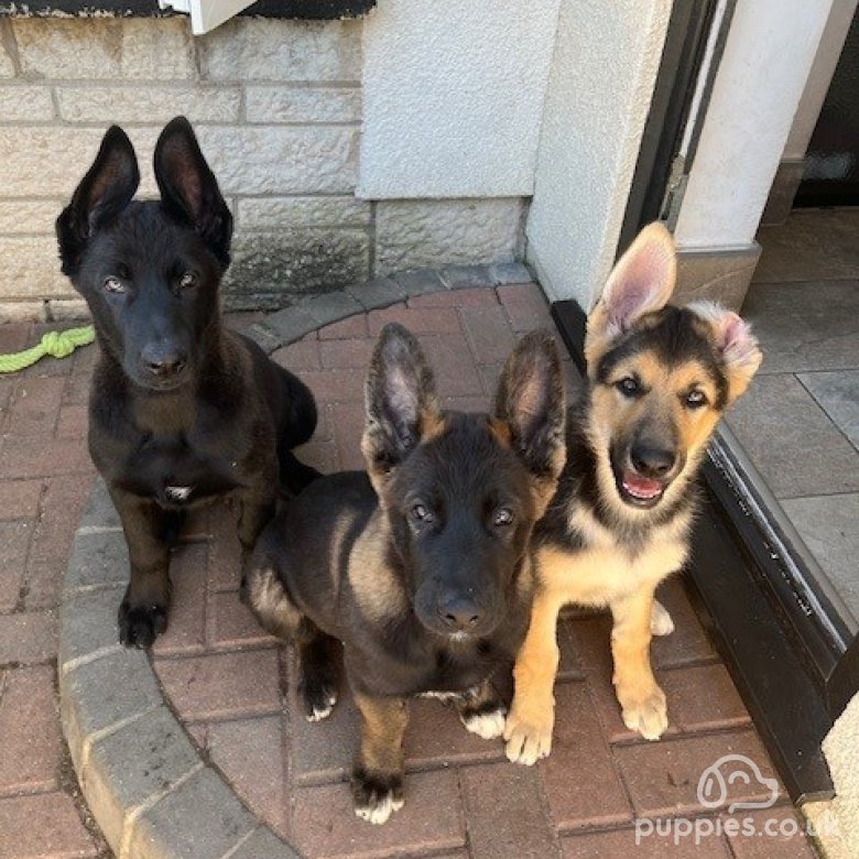 German Shepherd (Alsatian) | Sale | Burnham-on-Sea, Somerset - 2 ...