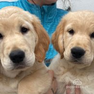 Golden Retriever - Both