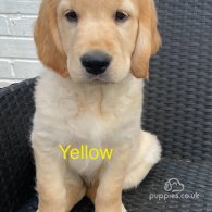 Golden Retriever - Both