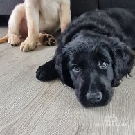 Labrador Retriever - Both