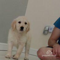 Golden Retriever - Both