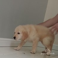 Golden Retriever - Both