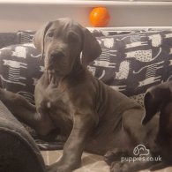 Great Dane - Both