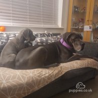 Great Dane - Both