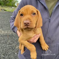 Hungarian Vizsla - Both