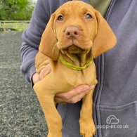 Hungarian Vizsla - Both