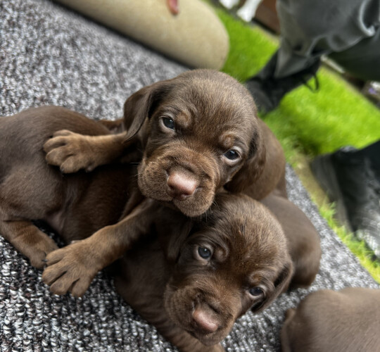 Cocker Spaniel (Working &amp; Show)