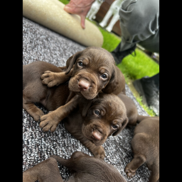 Cocker Spaniel (Working &amp; Show) - Both