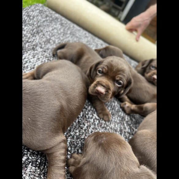 Cocker Spaniel (Working &amp; Show) - Both