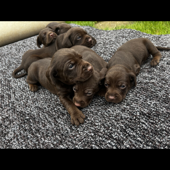 Cocker Spaniel (Working &amp; Show) - Both