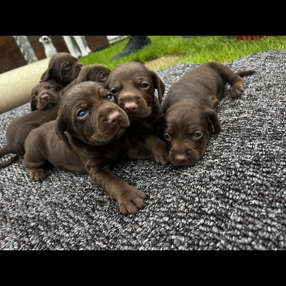 Cocker Spaniel (Working &amp; Show) - Both