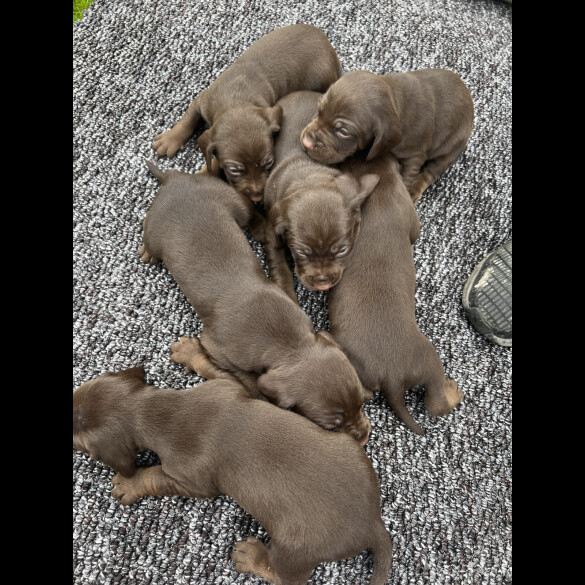 Cocker Spaniel (Working &amp; Show) - Both