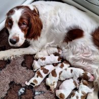 Irish Red and White Setter - Dogs