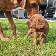 Labradoodle - Both