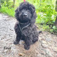 Labradoodle - Both