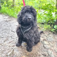 Labradoodle - Both