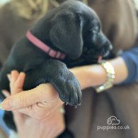 Labrador Retriever - Dogs