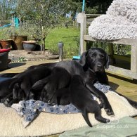 Labrador Retriever - Dogs