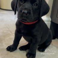 Labrador Retriever - Both