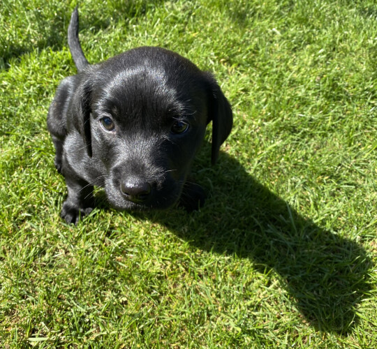 Labrador Retriever