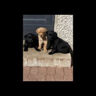 Labrador Retriever - Dogs