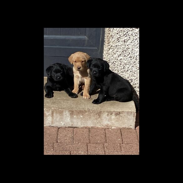 Labrador Retriever - Dogs