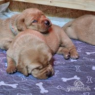 Labrador Retriever - Dogs