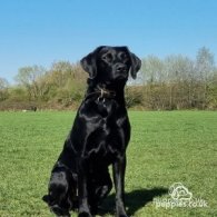 Labrador Retriever - Dogs