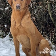 Labrador Retriever - Dogs