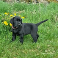 Labrador Retriever - Both