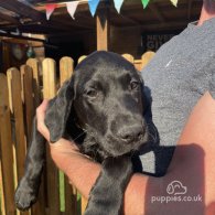 Labrador Retriever - Dogs