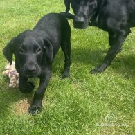 Labrador Retriever - Dogs