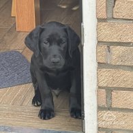 Labrador Retriever - Dogs