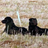 Labrador Retriever - Both