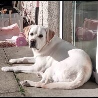 Labrador Retriever