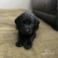 Labrador Retriever - Dogs