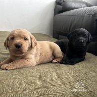 Labrador Retriever - Dogs